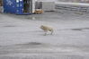 Filename=20120809_013.jpg
Filesize=547KiB
Dimensions=2047x1370
Date added=Oct 16, 2020 20120809_013.jpg