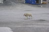 Filename=20120809_014.jpg
Filesize=493KiB
Dimensions=2047x1370
Date added=Oct 16, 2020 20120809_014.jpg