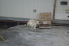 Filename=20120817_014.jpg
Filesize=262KiB
Dimensions=2047x1370
Date added=Oct 16, 2020 20120817_014.jpg