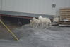 Filename=20120817_015.jpg
Filesize=271KiB
Dimensions=2047x1370
Date added=Oct 16, 2020 20120817_015.jpg