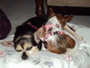 Filename=20120828_002.jpg
Filesize=134KiB
Dimensions=1024x768
Date added=Mar 24, 2013 20120828_002.jpg