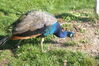 Filename=20120929_009.jpg
Filesize=300KiB
Dimensions=1023x685
Date added=Mar 24, 2013 20120929_009.jpg
