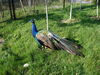 Filename=20120929_010.jpg
Filesize=350KiB
Dimensions=1024x768
Date added=Mar 24, 2013 20120929_010.jpg