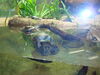 Filename=20120929_065.jpg
Filesize=171KiB
Dimensions=1024x768
Date added=Mar 24, 2013 20120929_065.jpg