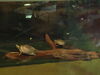 Filename=20120929_067.jpg
Filesize=107KiB
Dimensions=1024x768
Date added=Mar 24, 2013 20120929_067.jpg
