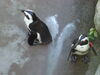 Filename=20120929_069.jpg
Filesize=136KiB
Dimensions=1024x768
Date added=Mar 24, 2013 20120929_069.jpg