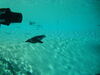 Filename=20120929_077.jpg
Filesize=114KiB
Dimensions=1024x768
Date added=Mar 24, 2013 20120929_077.jpg