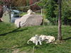 Filename=20120929_089.jpg
Filesize=279KiB
Dimensions=1024x768
Date added=Mar 24, 2013 20120929_089.jpg