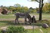 Filename=20120929_095.jpg
Filesize=257KiB
Dimensions=1023x685
Date added=Mar 24, 2013 20120929_095.jpg