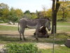 Filename=20120929_096.jpg
Filesize=243KiB
Dimensions=1024x768
Date added=Mar 24, 2013 20120929_096.jpg