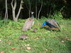 Filename=20120929_145.jpg
Filesize=289KiB
Dimensions=1024x768
Date added=Mar 24, 2013 20120929_145.jpg