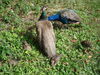 Filename=20120929_146.jpg
Filesize=324KiB
Dimensions=1024x768
Date added=Mar 24, 2013 20120929_146.jpg
