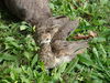 Filename=20120929_148.jpg
Filesize=253KiB
Dimensions=1024x768
Date added=Mar 24, 2013 20120929_148.jpg