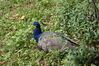 Filename=20120929_151.jpg
Filesize=300KiB
Dimensions=1023x685
Date added=Mar 24, 2013 20120929_151.jpg