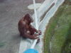 Filename=20120929_164.jpg
Filesize=152KiB
Dimensions=1024x768
Date added=Mar 24, 2013 20120929_164.jpg