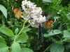 Filename=20120929_172.jpg
Filesize=168KiB
Dimensions=1024x768
Date added=Mar 24, 2013 20120929_172.jpg