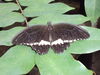 Filename=20120929_177.jpg
Filesize=141KiB
Dimensions=1024x768
Date added=Mar 24, 2013 20120929_177.jpg