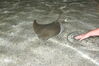 Filename=20120929_195.jpg
Filesize=196KiB
Dimensions=1023x685
Date added=Mar 24, 2013 20120929_195.jpg