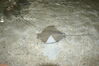 Filename=20120929_198.jpg
Filesize=187KiB
Dimensions=1023x685
Date added=Mar 24, 2013 20120929_198.jpg