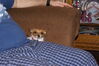 Filename=20121225_101.jpg
Filesize=216KiB
Dimensions=1023x685
Date added=Apr 04, 2013 20121225_101.jpg