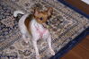 Filename=20130102_043.jpg
Filesize=221KiB
Dimensions=1023x685
Date added=Apr 06, 2013 20130102_043.jpg