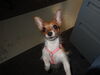 Filename=20130328_003.jpg
Filesize=298KiB
Dimensions=2048x1536
Date added=Dec 04, 2016 20130328_003.jpg