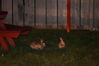 Filename=20130422_029.jpg
Filesize=331KiB
Dimensions=2047x1360
Date added=Jul 17, 2013 20130422_029.jpg