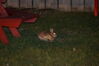 Filename=20130422_030.jpg
Filesize=354KiB
Dimensions=2047x1360
Date added=Jul 17, 2013 20130422_030.jpg