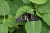 Filename=20130615_004.jpg
Filesize=370KiB
Dimensions=2047x1360
Date added=Jul 17, 2013 20130615_004.jpg