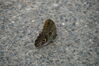Filename=20130615_006.jpg
Filesize=454KiB
Dimensions=2047x1360
Date added=Jul 17, 2013 20130615_006.jpg