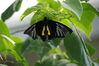 Filename=20130615_009.jpg
Filesize=290KiB
Dimensions=2047x1360
Date added=Jul 17, 2013 20130615_009.jpg