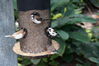 Filename=20130615_017.jpg
Filesize=514KiB
Dimensions=2047x1360
Date added=Jul 17, 2013 20130615_017.jpg