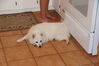 Filename=20130629_006.jpg
Filesize=267KiB
Dimensions=2047x1360
Date added=Jul 17, 2013 20130629_006.jpg