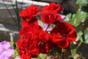 Filename=20130818_001.jpg
Filesize=287KiB
Dimensions=2047x1360
Date added=Jan 29, 2014 20130818_001.jpg