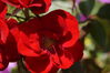 Filename=20130818_002.jpg
Filesize=212KiB
Dimensions=2047x1360
Date added=Jan 29, 2014 20130818_002.jpg
