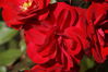 Filename=20130818_003.jpg
Filesize=251KiB
Dimensions=2047x1360
Date added=Jan 29, 2014 20130818_003.jpg