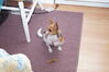 Filename=20131013_002.jpg
Filesize=460KiB
Dimensions=2047x1360
Date added=Jan 29, 2014 20131013_002.jpg