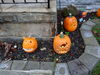 Filename=20131031_004.jpg
Filesize=613KiB
Dimensions=2048x1536
Date added=Dec 11, 2016 20131031_004.jpg
