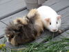 Filename=20140512_001.jpg
Filesize=411KiB
Dimensions=2048x1536
Date added=Jul 17, 2019 20140512_001.jpg