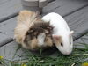 Filename=20140512_002.jpg
Filesize=430KiB
Dimensions=2048x1536
Date added=Jul 17, 2019 20140512_002.jpg