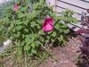 Filename=20140814_004.jpg
Filesize=485KiB
Dimensions=1280x960
Date added=Jan 03, 2015 20140814_004.jpg