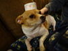 Filename=20141231_005.jpg
Filesize=284KiB
Dimensions=2048x1536
Date added=Dec 23, 2015 20141231_005.jpg