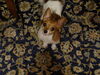 Filename=20150102_032.jpg
Filesize=421KiB
Dimensions=2048x1536
Date added=Dec 24, 2015 20150102_032.jpg
