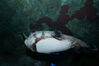 Filename=20150509_050.jpg
Filesize=240KiB
Dimensions=2047x1360
Date added=Dec 22, 2015 20150509_050.jpg
