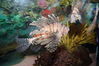 Filename=20150509_063.jpg
Filesize=400KiB
Dimensions=2047x1360
Date added=Dec 22, 2015 20150509_063.jpg