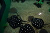 Filename=20150509_075.jpg
Filesize=541KiB
Dimensions=2047x1360
Date added=Dec 22, 2015 20150509_075.jpg