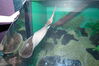 Filename=20150509_077.jpg
Filesize=452KiB
Dimensions=2047x1360
Date added=Dec 22, 2015 20150509_077.jpg
