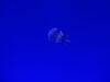 Filename=20150509_087.jpg
Filesize=96KiB
Dimensions=2048x1536
Date added=Dec 22, 2015 20150509_087.jpg