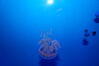 Filename=20150509_090.jpg
Filesize=143KiB
Dimensions=2047x1360
Date added=Dec 22, 2015 20150509_090.jpg