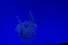 Filename=20150509_095.jpg
Filesize=102KiB
Dimensions=2047x1360
Date added=Dec 22, 2015 20150509_095.jpg